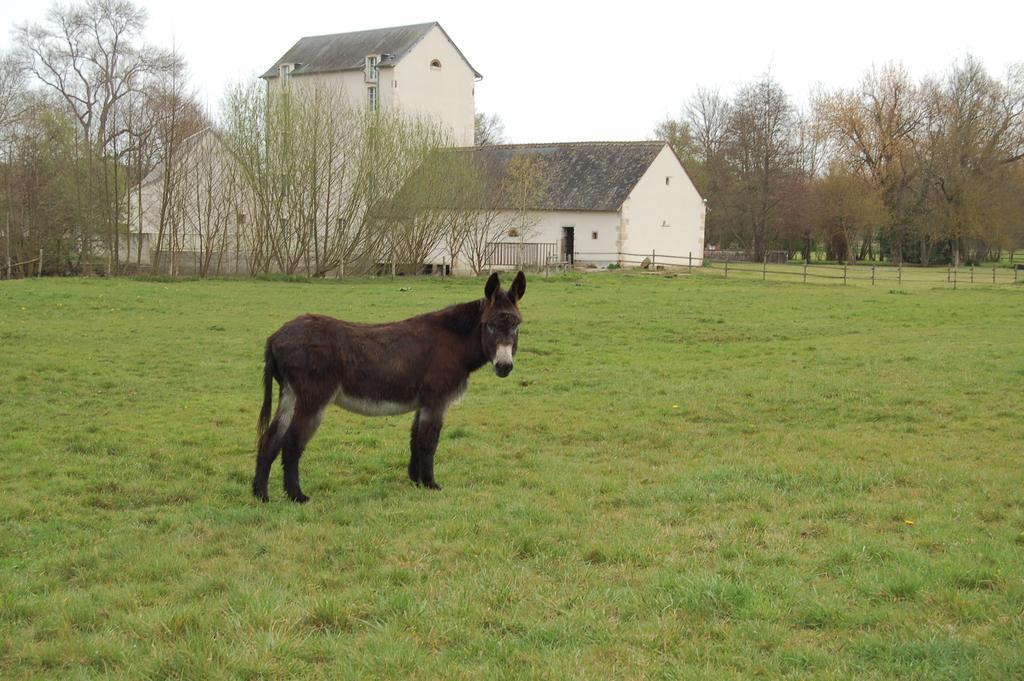Le Moulin Neuf Panzió Vignoux-sur-Barangeon Kültér fotó
